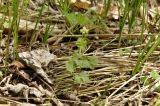 Adoxa moschatellina