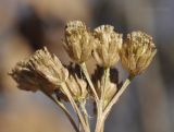 Achillea nigrescens. Сухие соплодия. Приморский край, Уссурийский гор. округ, окр. с. Монакино, вершина небольшой сопки, широколиственный лес. 05.11.2022.