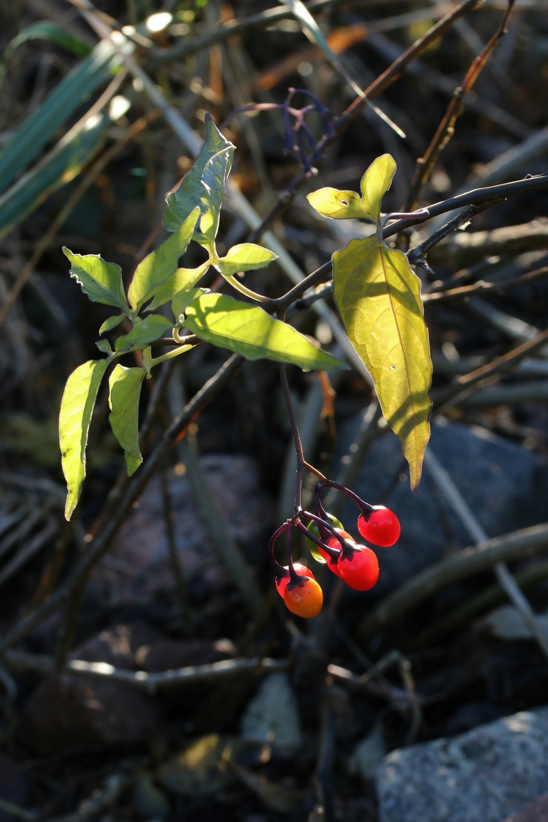 Изображение особи Solanum dulcamara.