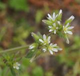 Cerastium glomeratum. Верхушка цветущего и плодоносящего растения. Крым, городской округ Алушта, мыс Плака, сланцевый склон. 01 мая 2021 г.