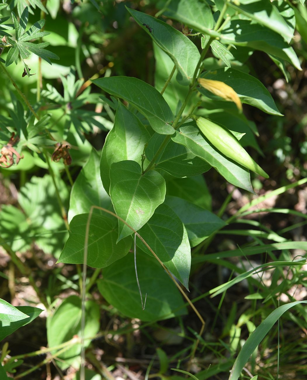 Image of genus Vincetoxicum specimen.