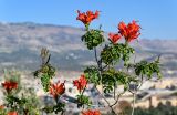 Tecomaria capensis. Верхушка ветви с соцветиями и соплодием. Марокко, обл. Фес-Мекнес, г. Фес, в культуре. 04.01.2023.