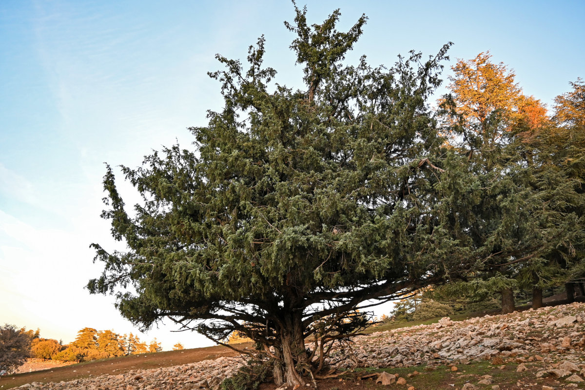 Image of Juniperus oxycedrus specimen.