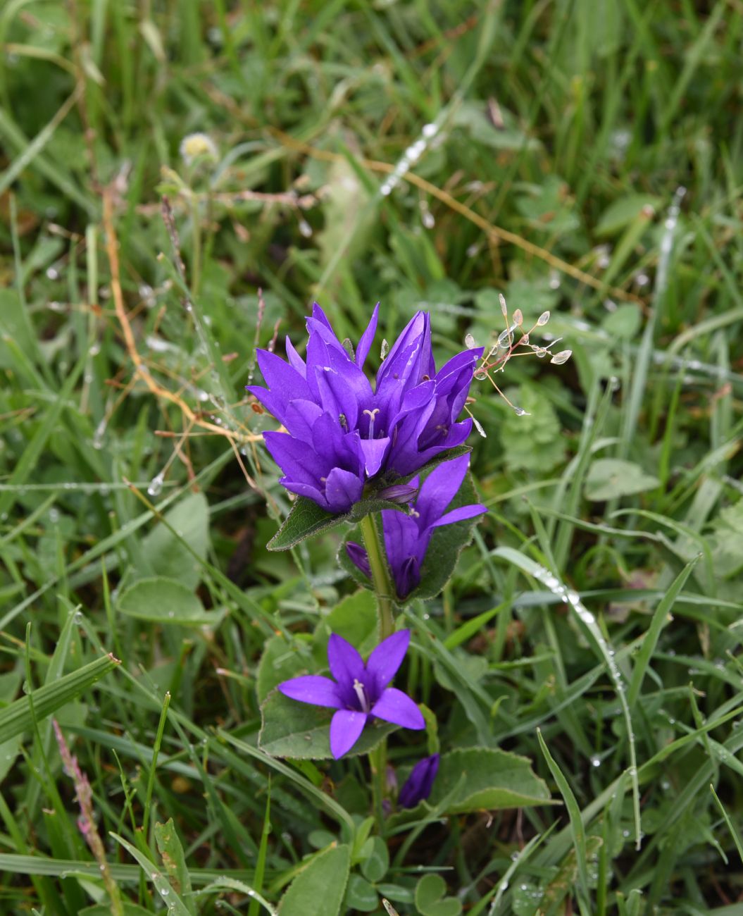 Image of Campanula trautvetteri specimen.