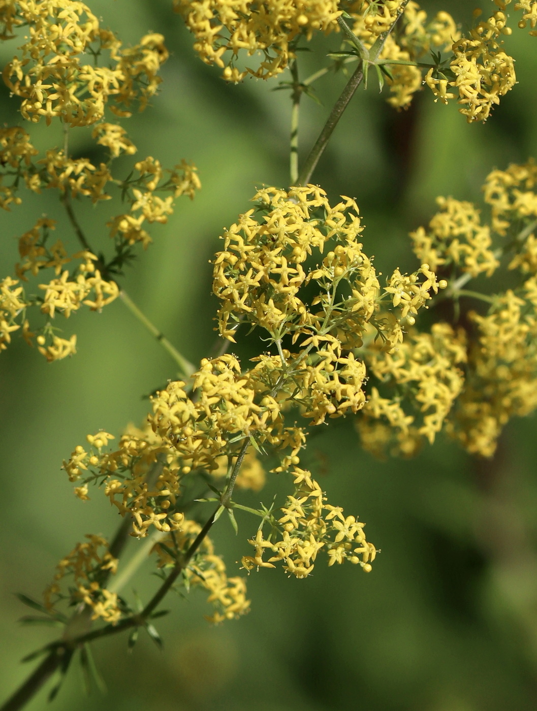 Изображение особи Galium verum.