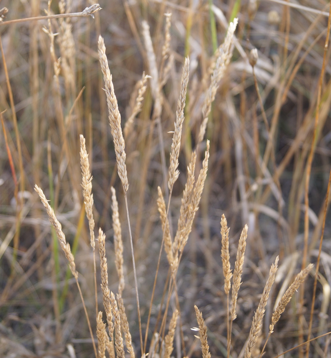 Image of Koeleria macrantha specimen.