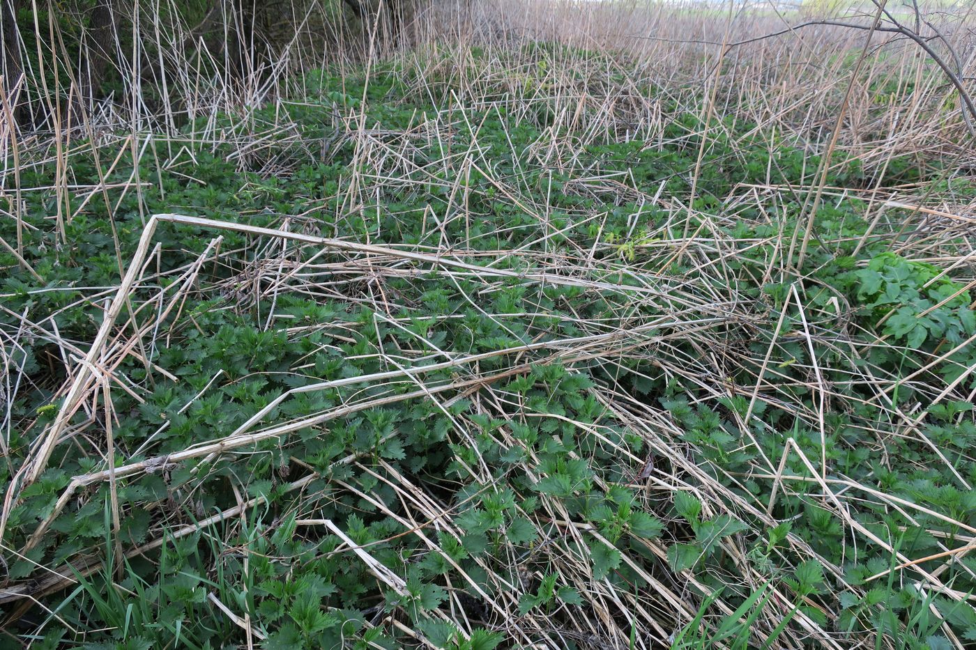 Изображение особи Urtica dioica.