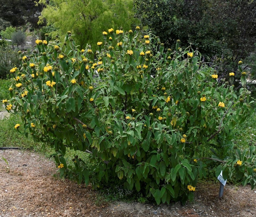 Изображение особи Phlomis lunariifolia.