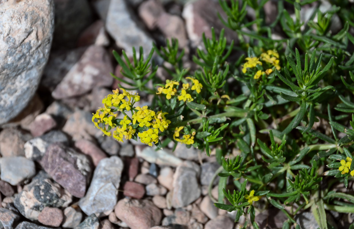 Изображение особи Galium verum.