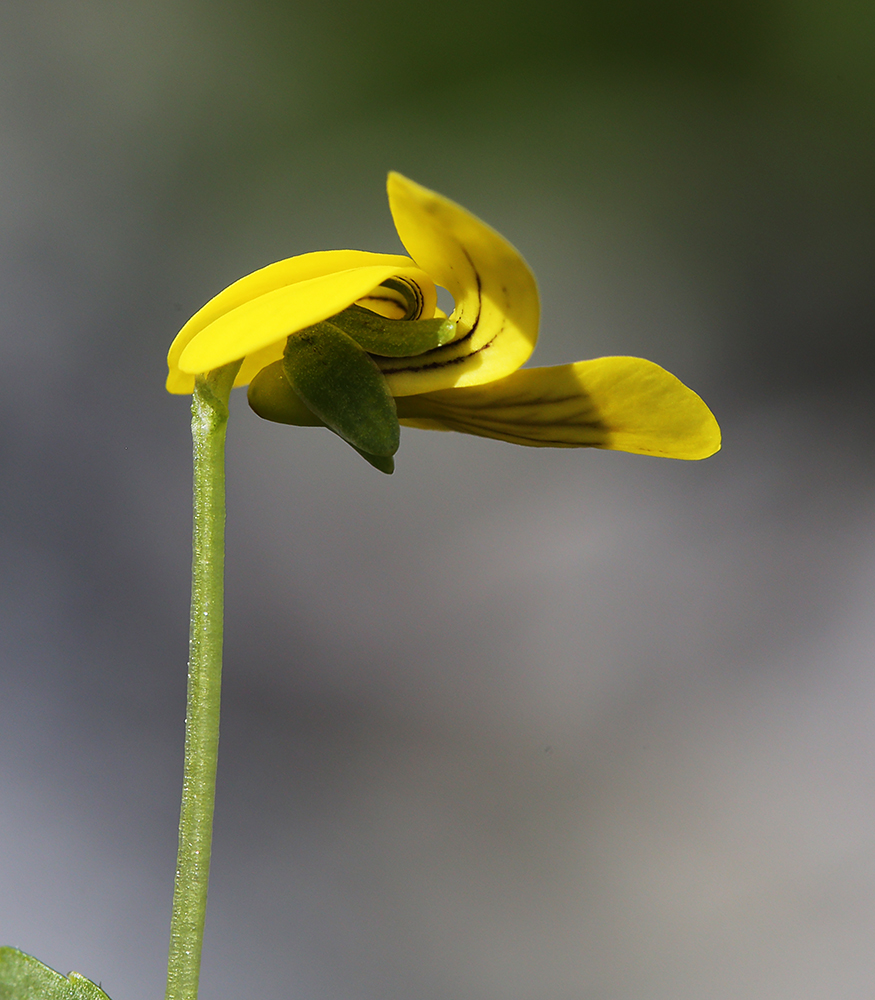 Image of Viola biflora specimen.