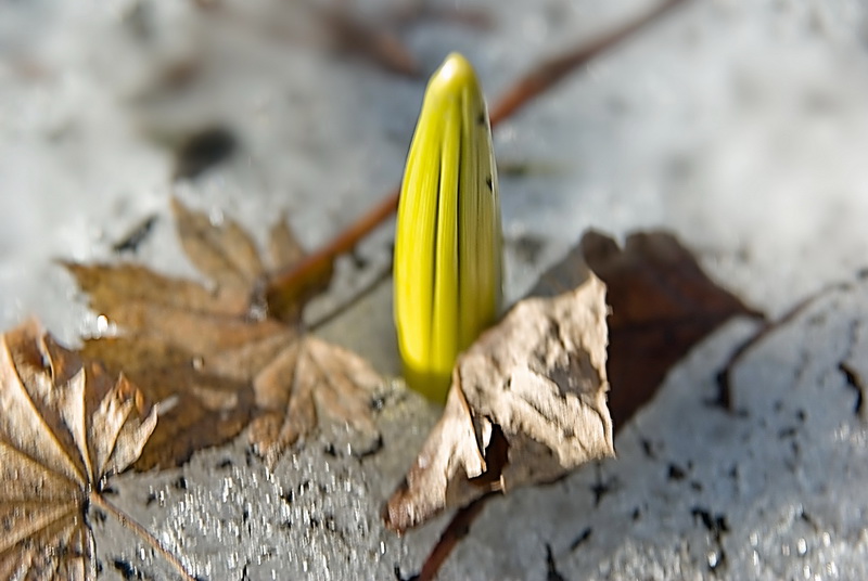 Image of genus Veratrum specimen.