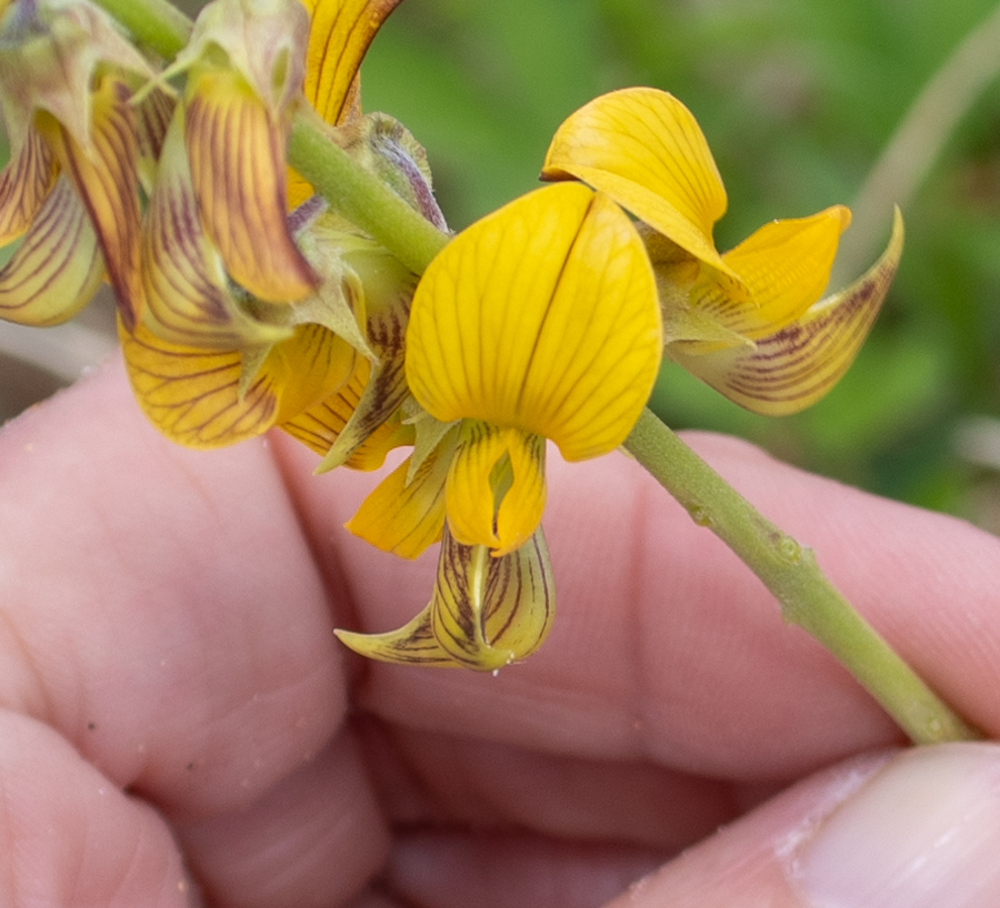 Изображение особи Crotalaria pallida.
