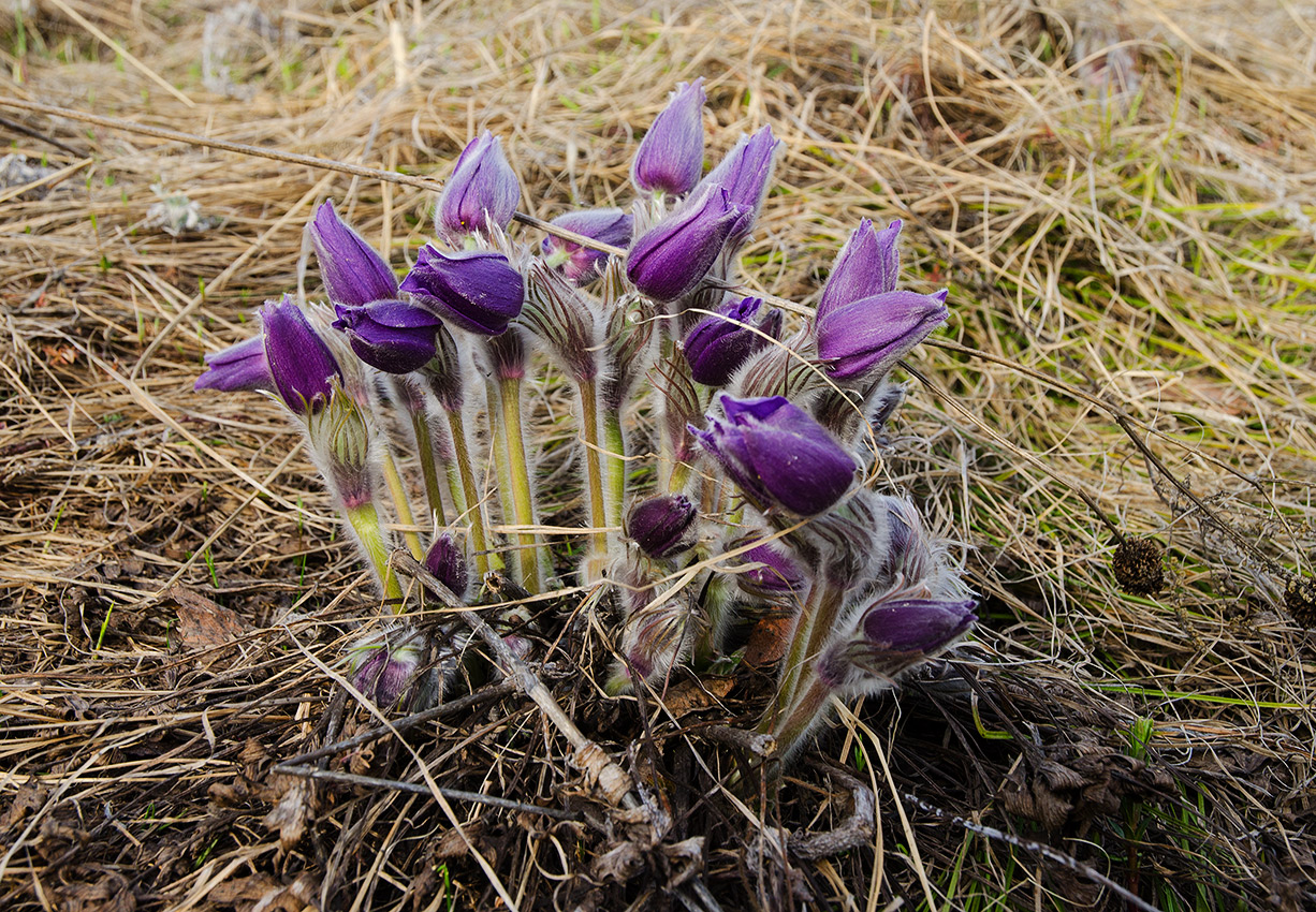 Изображение особи род Pulsatilla.