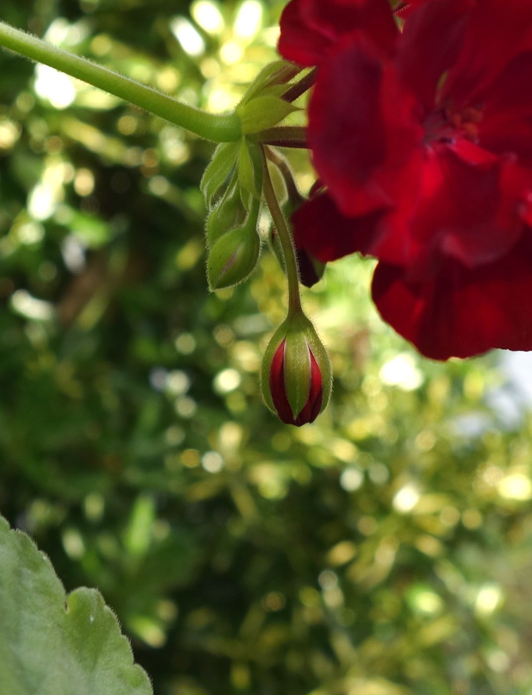 Изображение особи Pelargonium hortorum.