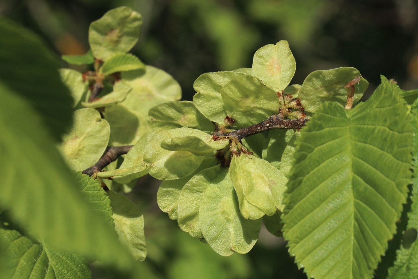 Изображение особи Ulmus glabra.