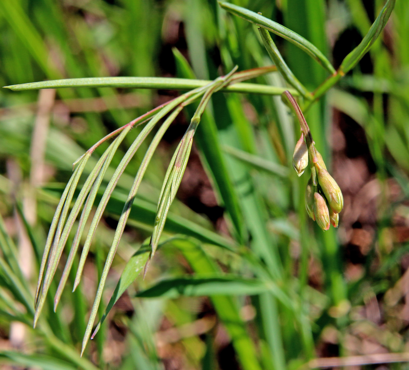 Image of Lathyrus pannonicus specimen.