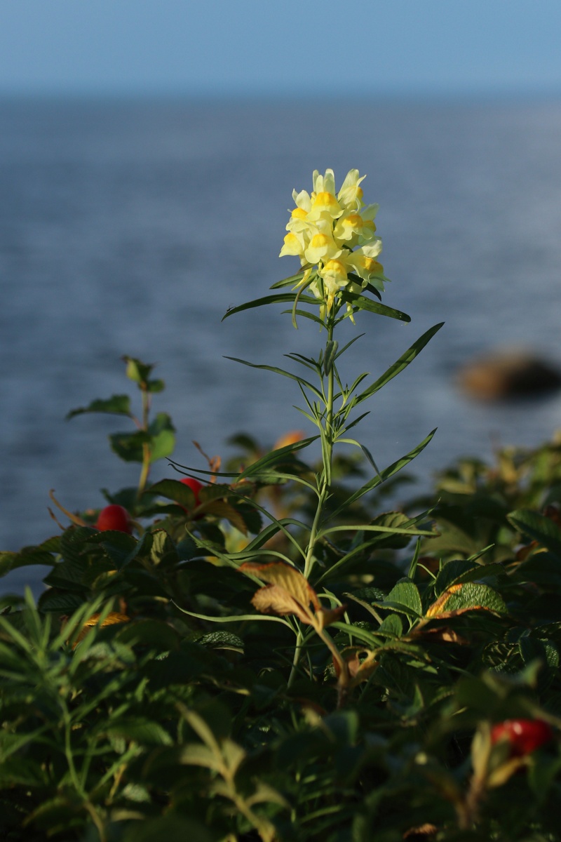 Изображение особи Linaria vulgaris.