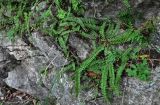 Polystichum craspedosorum. Спороносящие растения. Приморье, окр. г. Находка, гора Племянник, на скале. 29.07.2021.