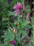 Trifolium lupinaster