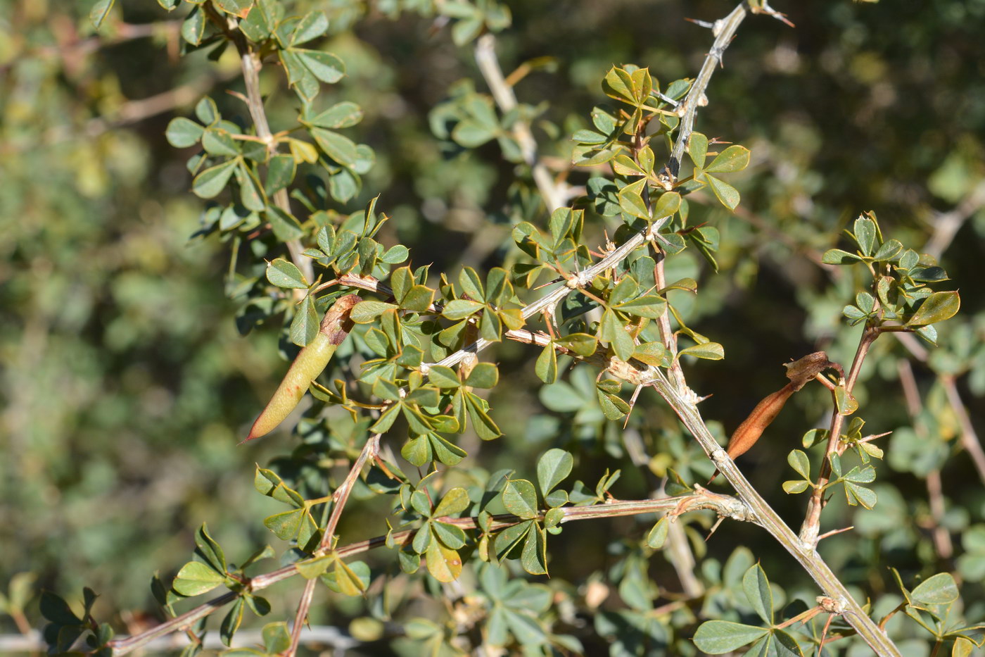 Image of Caragana laeta specimen.