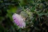 Cirsium echinus