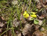 Viola uniflora. Цветущие растения, пробивающиеся сквозь опавшие листья. Бурятия, Кабанский р-н, тополёво-берёзовый лес на склоне сопки у северного подножья хребта Хамар-Дабан. 22.05.2023.