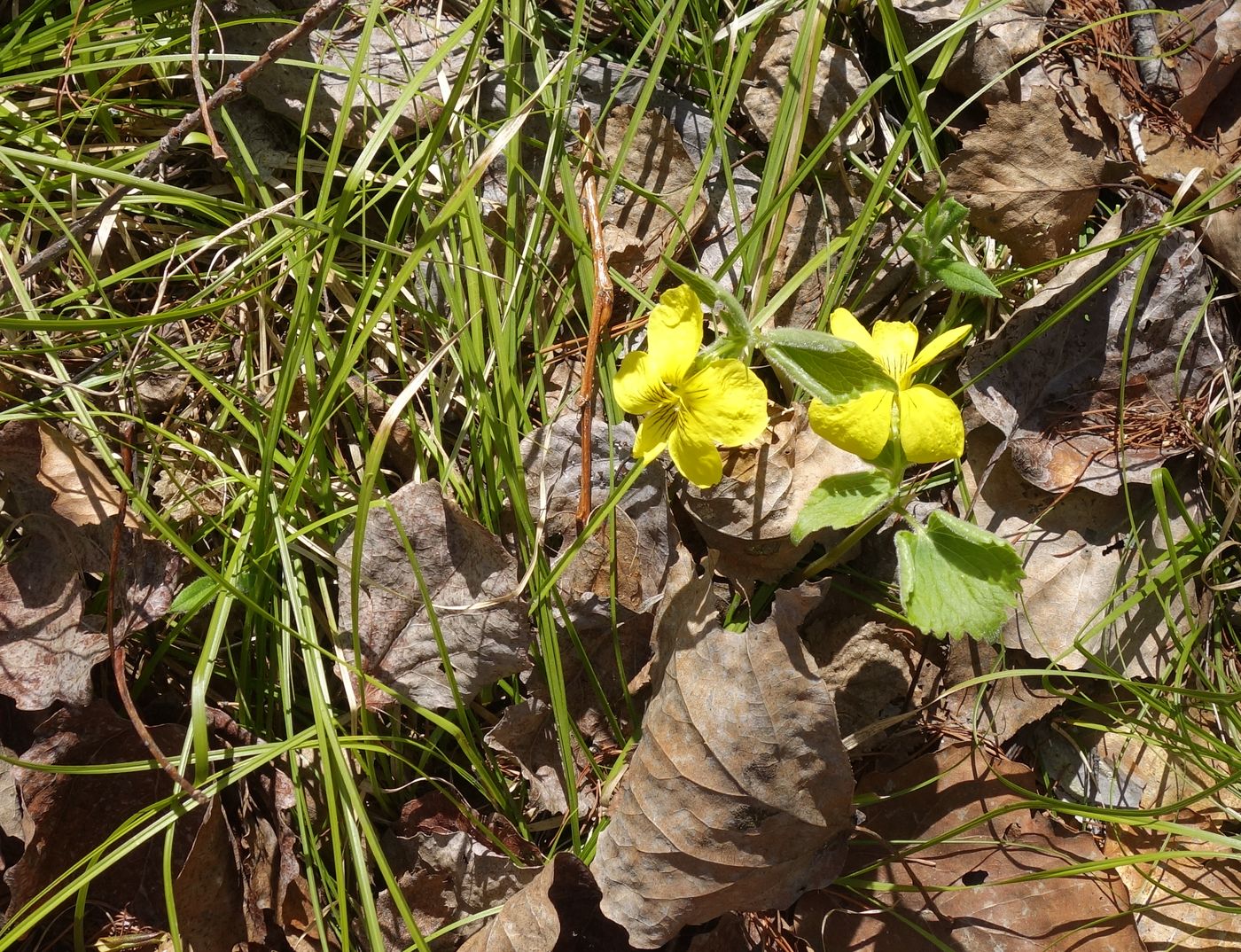 Image of Viola uniflora specimen.