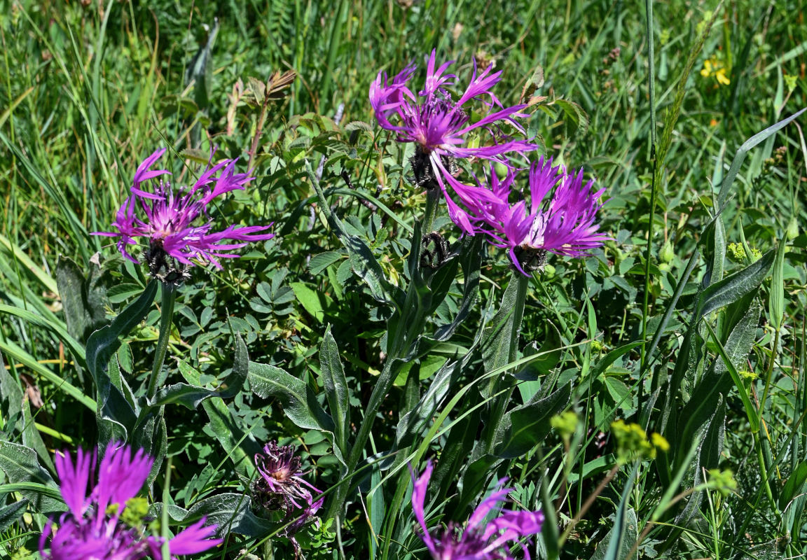 Изображение особи Centaurea willdenowii.