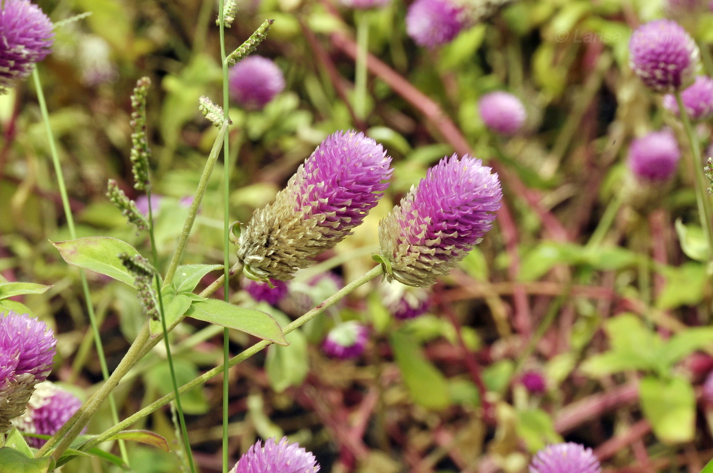 Image of Gomphrena globosa specimen.