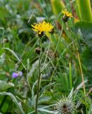 Crepis sibirica