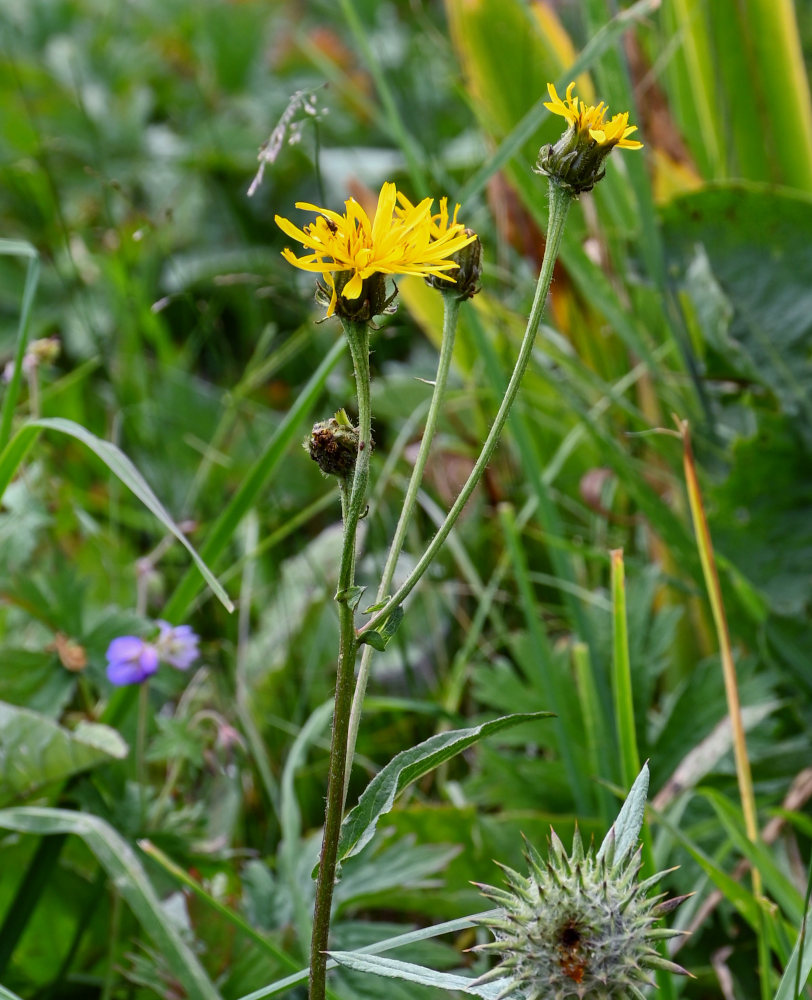 Image of Crepis sibirica specimen.