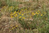 Anthemis tinctoria