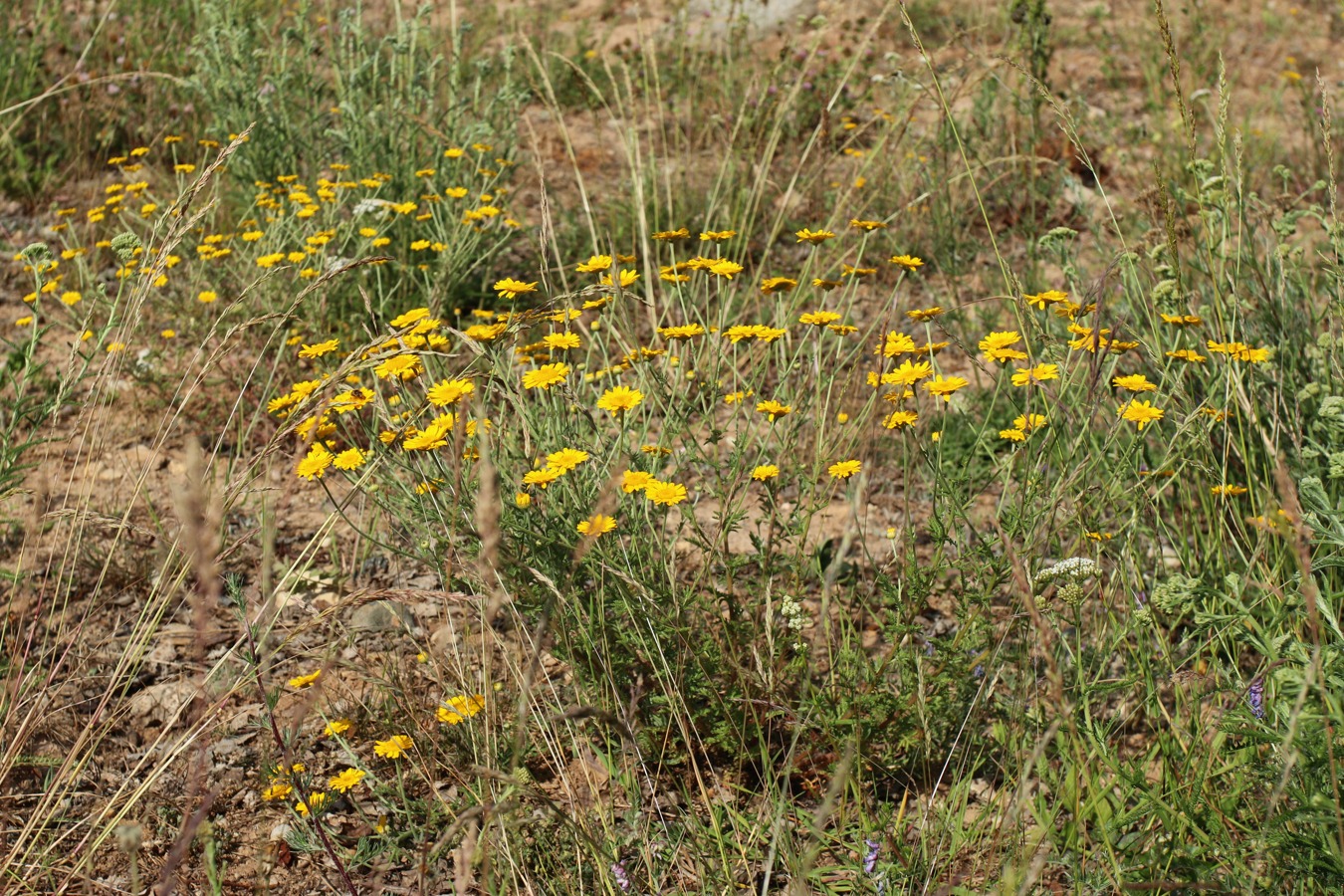 Image of Anthemis tinctoria specimen.