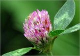 Trifolium pratense