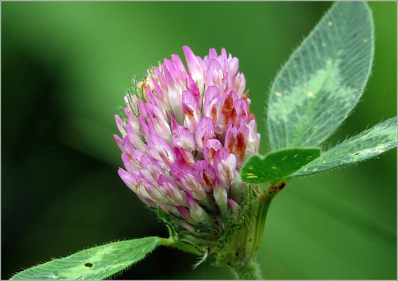 Изображение особи Trifolium pratense.