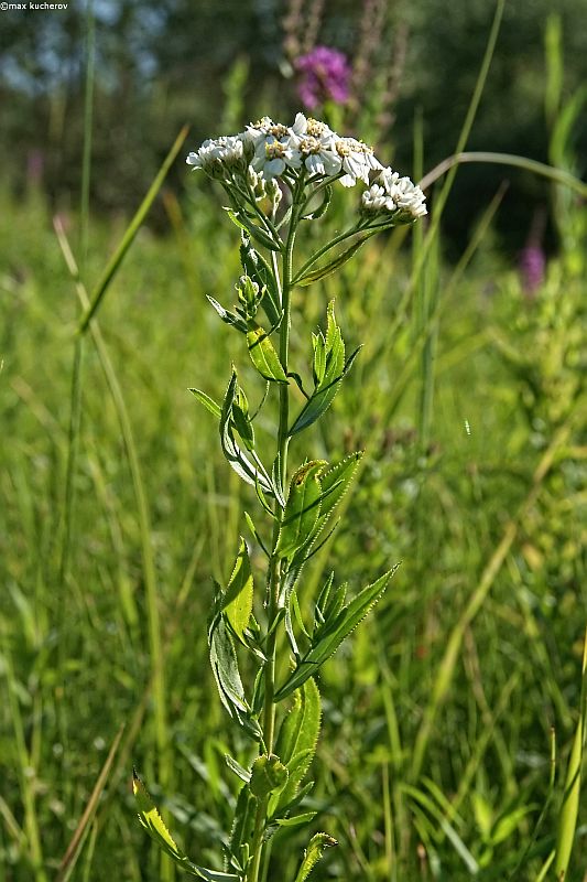 Image of Achillea cartilaginea specimen.