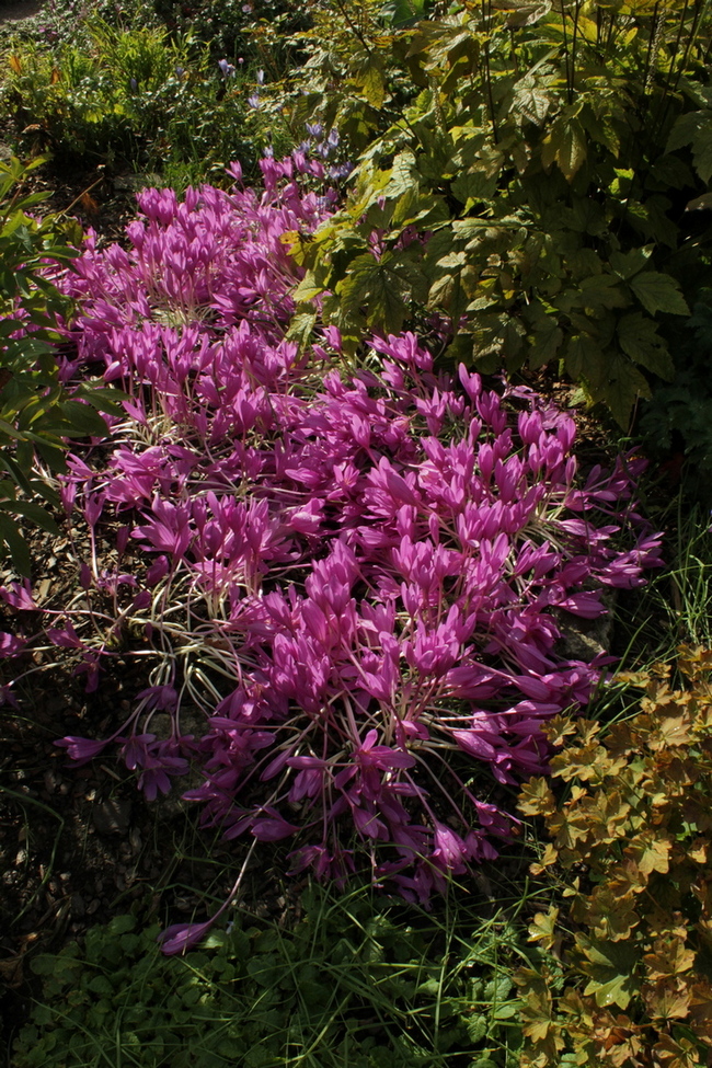 Image of Colchicum &times; byzantinum specimen.