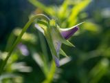 Viola tricolor. Бутон. Московская обл., Талдомский р-н, окр. дер. Веретьево, СНТ \"Надежда\", у забора. 15.06.2023.