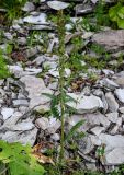 Pedicularis sibthorpii. Плодоносящее растение. Чечня, Веденский р-н, берег оз. Кезенойам, ≈ 1800 м н.у.м., подножие осыпающегося каменистого склона. 25.07.2022.