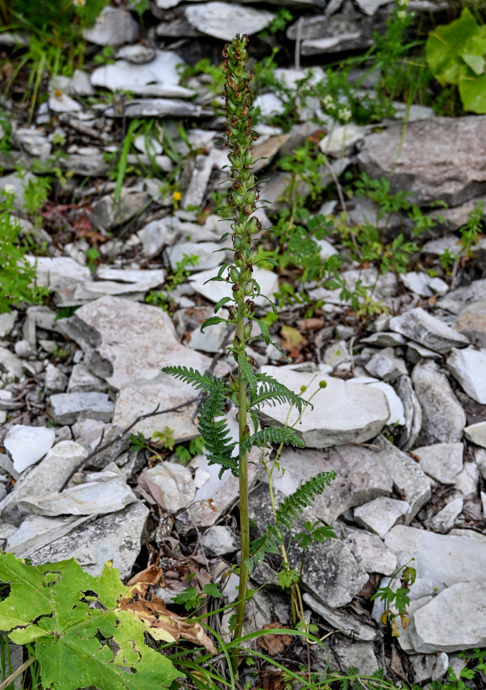 Изображение особи Pedicularis sibthorpii.