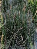 Juncus arabicus