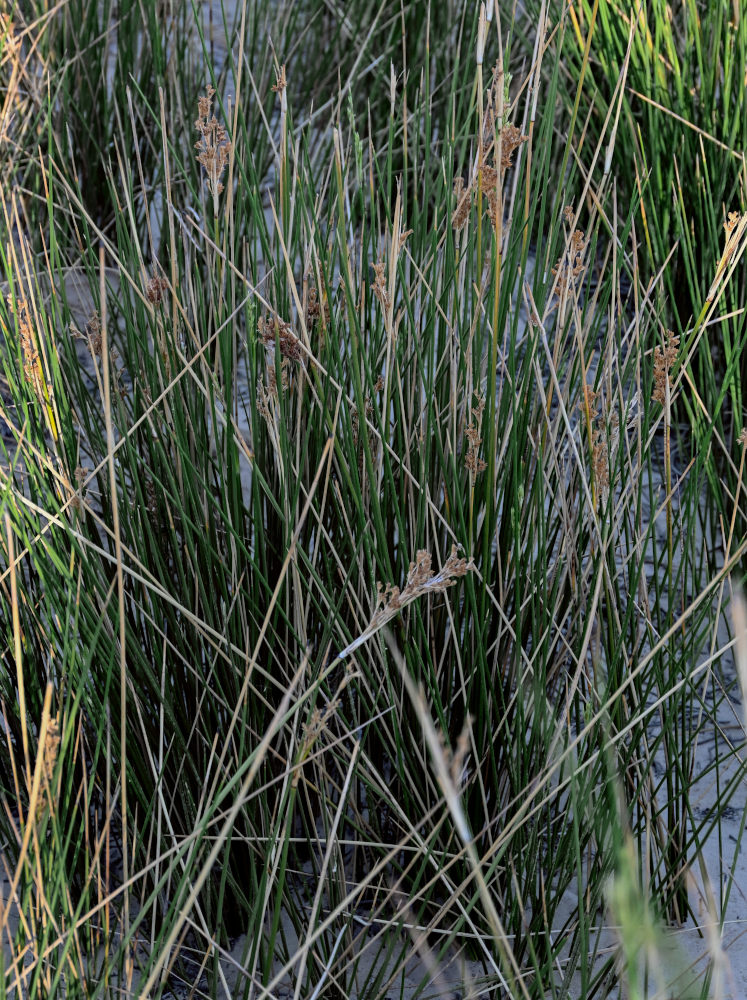 Изображение особи Juncus arabicus.