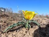 Tulipa alberti. Цветущее растение. Казахстан, Туркестанская обл., Сузакский р-н, Западная Бетпак-Дала, окр. пос. Кыземшек (бывш. Степной), равнинная полынно-боялычная пустыня, на глинистой почве. 16 апреля 2024 г.