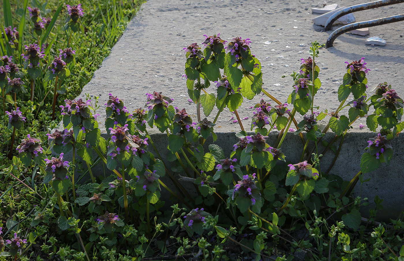 Image of Lamium purpureum specimen.