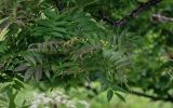 Sorbus commixta. Верхушка ветви с незрелыми плодами. Курильские о-ва, о-в Итуруп, долина р. Водопадная, опушка лиственного леса, заросли Sasa. 17.08.2023.