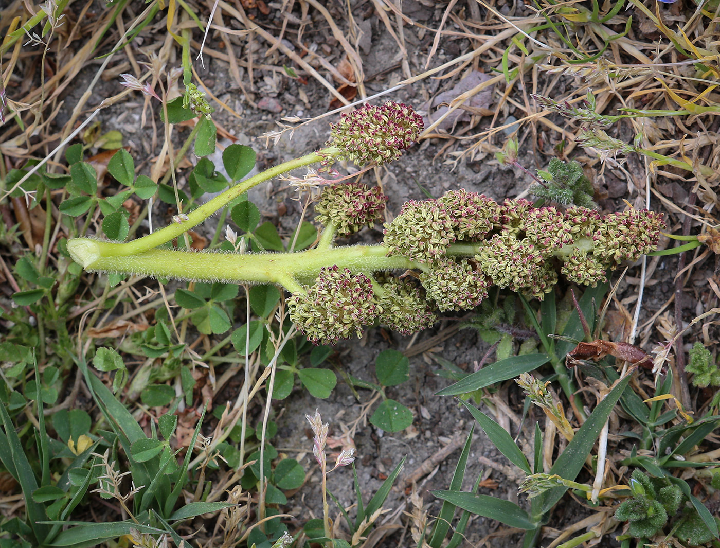 Image of Liquidambar styraciflua specimen.