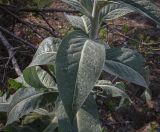 Verbascum gnaphalodes