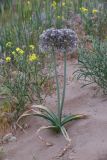 Allium subscabrum
