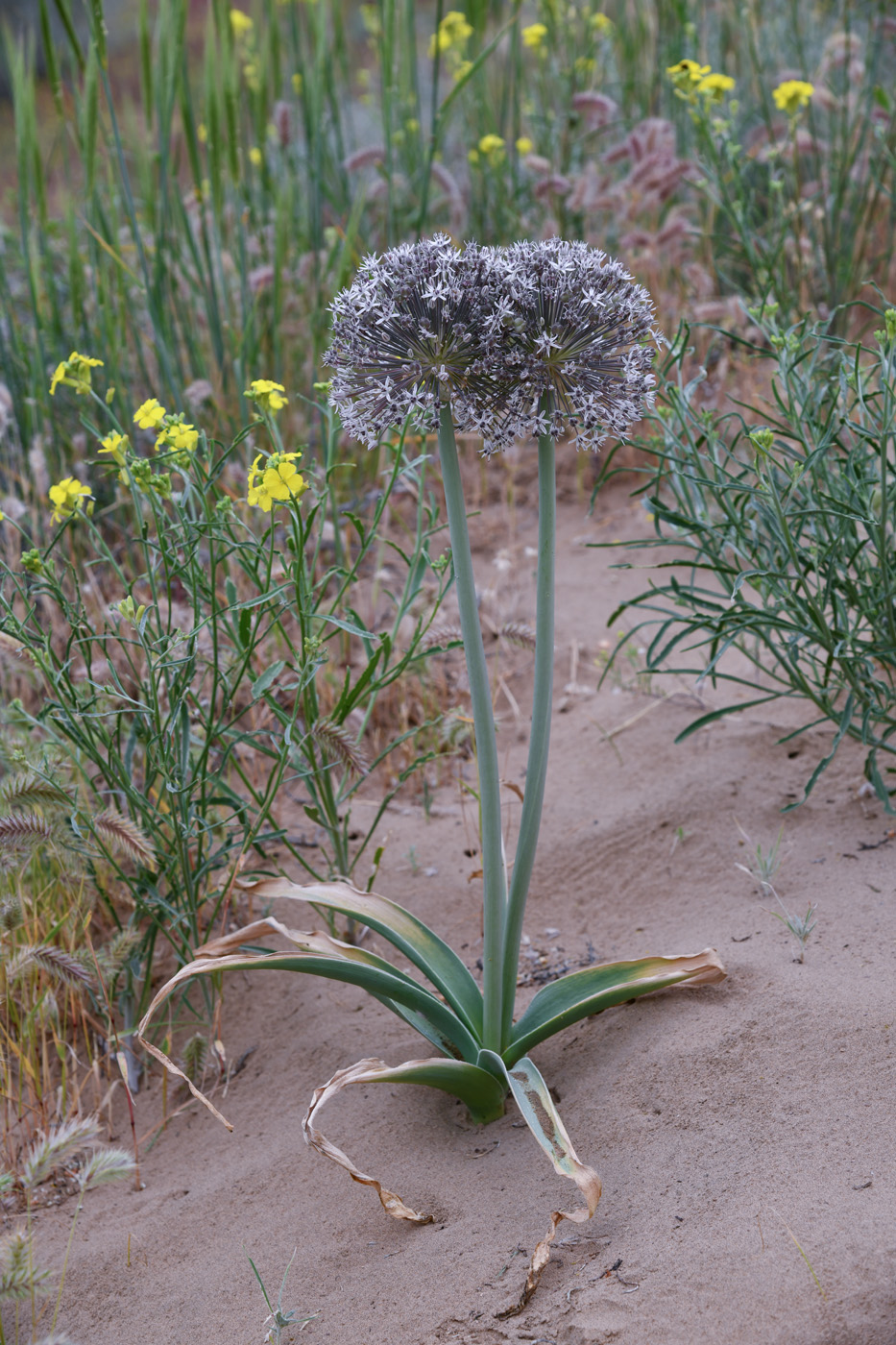 Image of Allium subscabrum specimen.