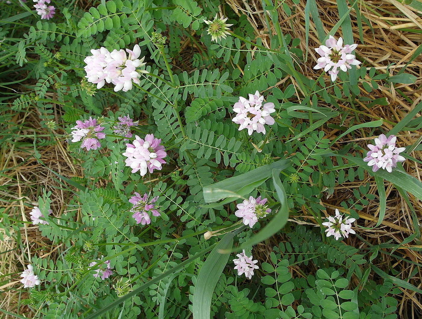 Image of Securigera varia specimen.